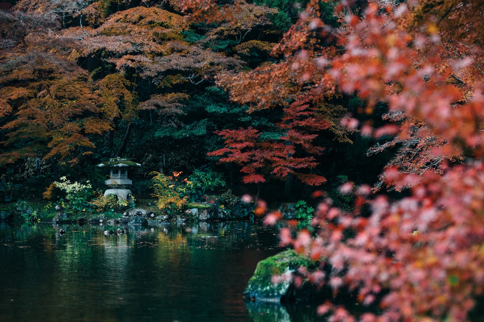 Koyo — Jesienne Kolory Japonii
