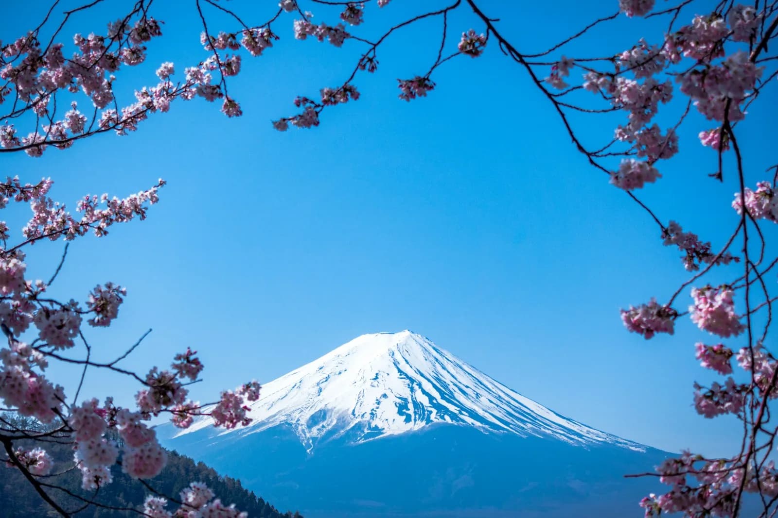 Japonia w Twoim rytmie — Nihonika